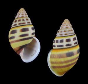 Amphidromus ngai - Beautiful!
