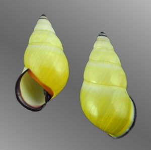 Amphidromus roseolabiatus - Yellow!