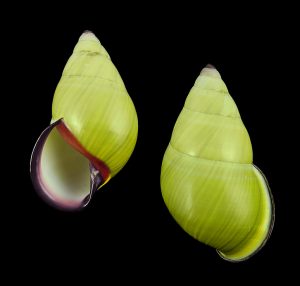 Amphidromus roseolabiatus - Large!