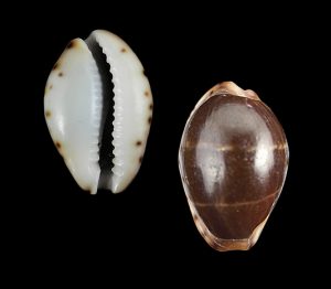 Palmadusta androyensis androyensis - Very nice, rare!