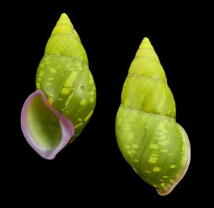 Amphidromus heinrichhuberi