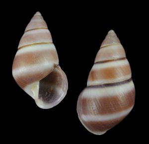 Aegistohadra dautzenbergi - Rare! Dark