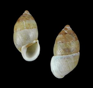 Paramastus episomus