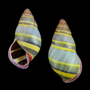 Amphidromus adamsii f. luteofasciatus - Pulau Sibogo