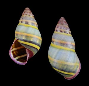 Amphidromus adamsii f. luteofasciatus - Pulau Sibogo