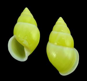 Amphidromus perakensis - Sinistral, very rarely offered and found species!