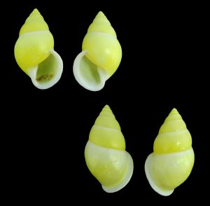 Amphidromus perakensis - Dextral & sinistral set, very rarely offered and found species!