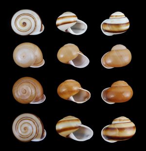 Calocochlea albaiensis semperi - Set of 4