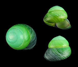 Asperitas bimaensis - Dark emerald!