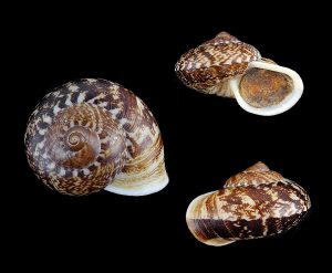 Cyclophorus perdix borneensis - Nice pattern!
