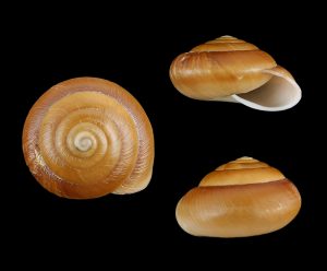 Quantula striata