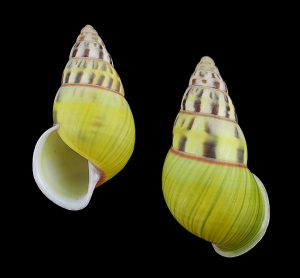 Amphidromus furcillatus f. virescens - Beautiful!