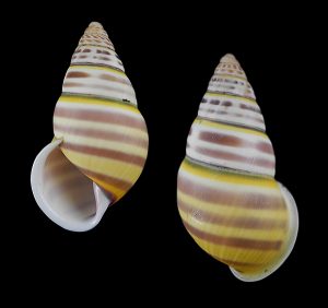 Amphidromus ngai - Beautiful!