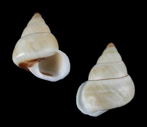Papuina pileus