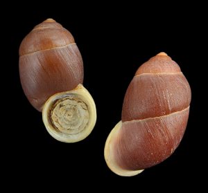 Pollicaria rochebruni - Big & nice!