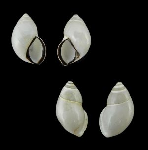 Amphidromus thachi - Sinistral & dextral set
