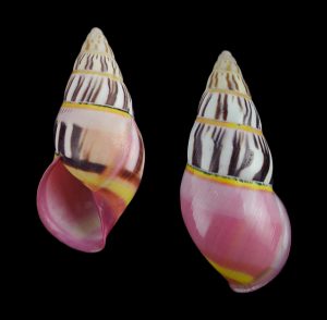 Amphidromus anthonyabotti - Large & superb pattern!