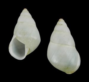 Aegistohadra dautzenbergi – Sinistral