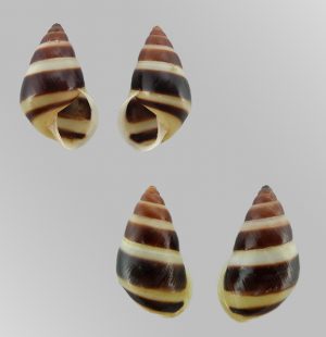 Aegistohadra dautzenbergi - Lao Cai dwarf form, sinistral & dextral, superb black base!