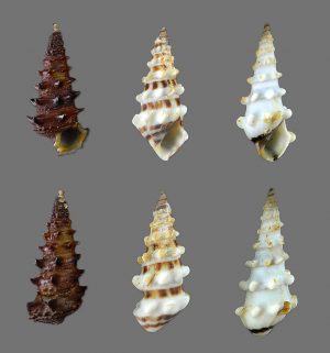 Pachymelania aurita & Tympanotonus fuscatus f. radula - comparison set
