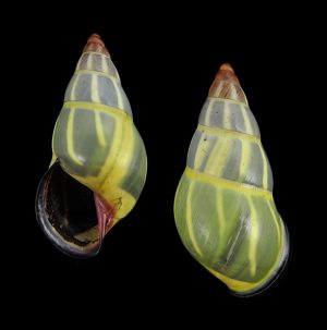 Amphidromus anhdaoorum - Nice colour!