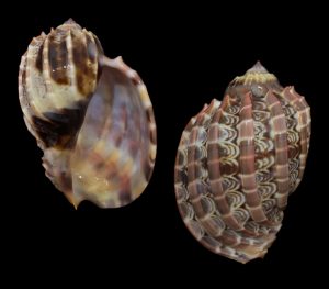 Harpa cabriti – Beautiful large specimen!