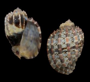 Harpa cabriti – Special colour and pattern!