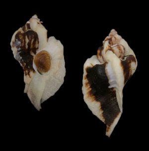 Jaton decussatus - superb black specimen!