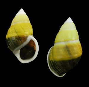 Amphidromus naggsi - Dextral, beautiful!