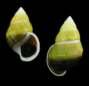 Amphidromus naggsi - Dextral, very nice shape for naggsi!