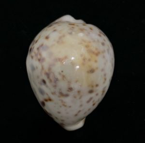 Cypraea tigris - nice heavy, calloused pardalis form!