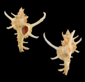 Chicoreus axicornis