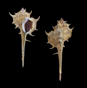 Murex brevispina macgillivrayi - dark brown