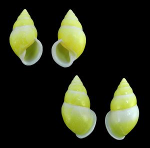 Amphidromus perakensis - Dextral & sinistral set, very rarely offered and found species!