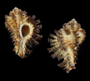 Homalocantha secunda