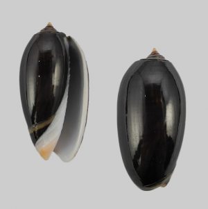 Oliva tigrina f. fallax