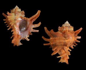 Hexaplex rosarium - superb rare dark orange!