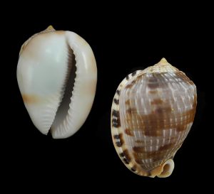 Cypraecassis testiculus testiculus - beautiful colour!
