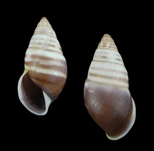 Amphidromus hongdaoae - sinistral, nice pattern
