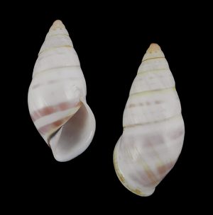 Amphidromus hongdaoae - Dextral, light