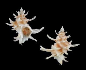 Babelomurex spinosus - Beautiful!