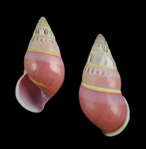 Amphidromus anthonyabotti - Nice plain!