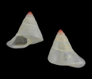 Pseudopartula jomi