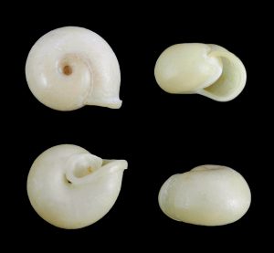 Chloritis vanbruggeni