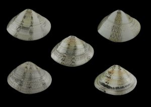 Macridiscus aequilatera - set of 5!