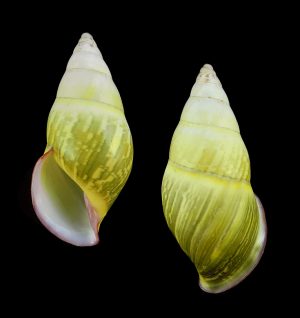 Amphidromus cf. givenchyi - Pink lip form, sinistral