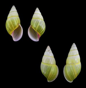 Amphidromus cf. givenchyi - Pink lip form,  dextral & sinistral pair