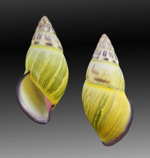 Amphidromus cf. givenchyi - Black lip form, sinistral, nice pattern.