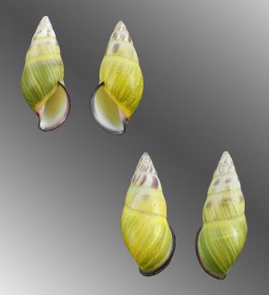 Amphidromus cf. givenchyi - Black lip form,  dextral & sinistral pair