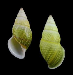Amphidromus cf. givenchyi - White lip form